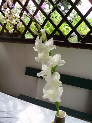 Cibule nebo sazečky