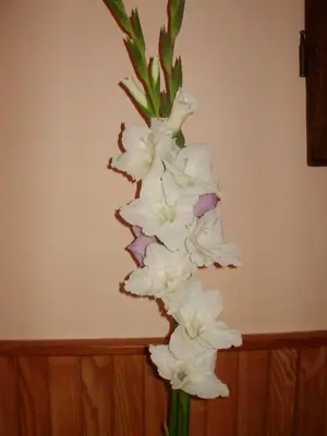 Cibule nebo sazečky