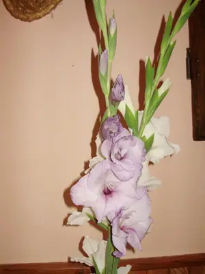Cibule nebo sazečky