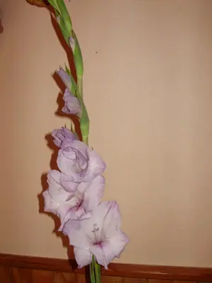 Cibule nebo sazečky