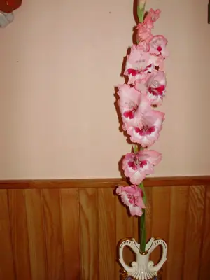 Cibule nebo sazečky