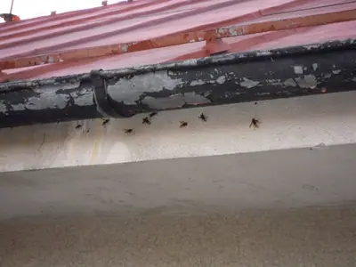 Sršní hnízdo na půdě