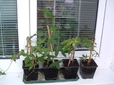 Mučenka (Passiflora) - vše o mučenkách