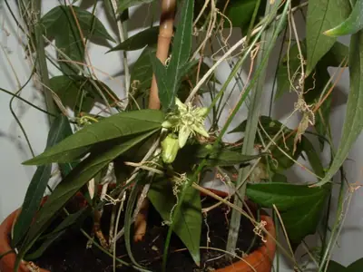 Mučenka (Passiflora) - vše o mučenkách
