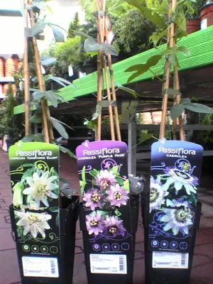 Mučenka (Passiflora) - vše o mučenkách