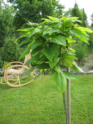 Katalpa trubačovitá
