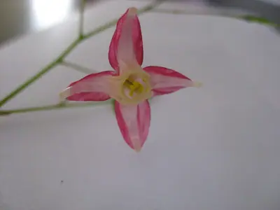 Škornice