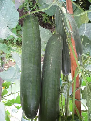 Okurka