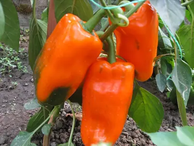 Paprika