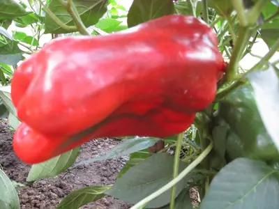Paprika