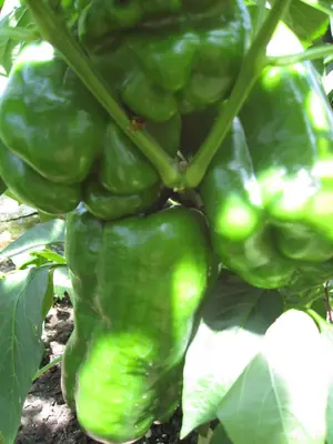 Paprika