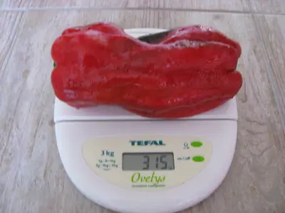Paprika
