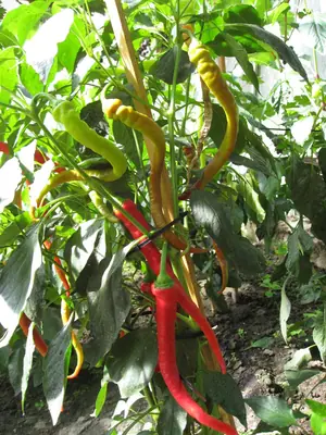 Paprika