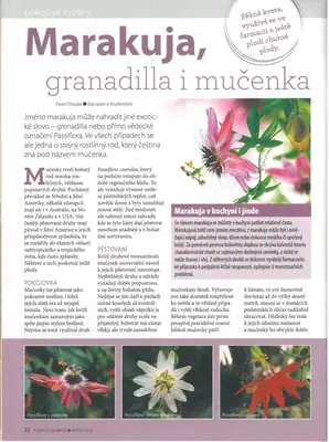 Mučenka (Passiflora) - vše o mučenkách