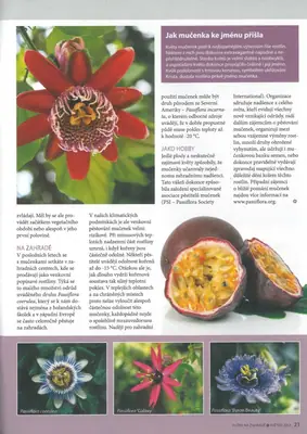 Mučenka (Passiflora) - vše o mučenkách