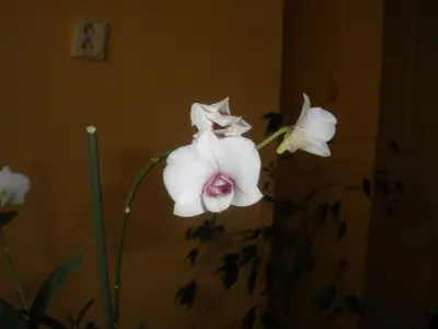 Orchidej dendrobium stromobytec