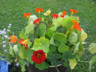 Lichořeřišnice