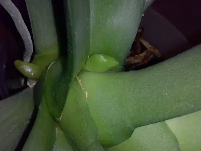 Orchideje phalaenopsis - pěstování