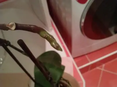 Orchideje phalaenopsis - pěstování