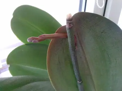 Orchideje phalaenopsis - pěstování