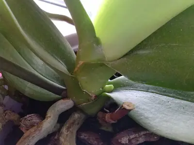 Orchideje phalaenopsis - pěstování