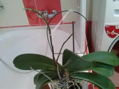 Orchideje phalaenopsis - pěstování