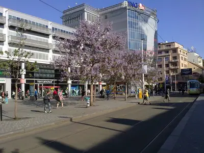 Pavlovnie plstnatá