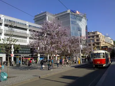 Pavlovnie plstnatá