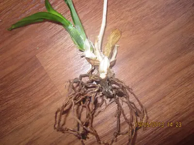 Orchidej - vzpamatují se?