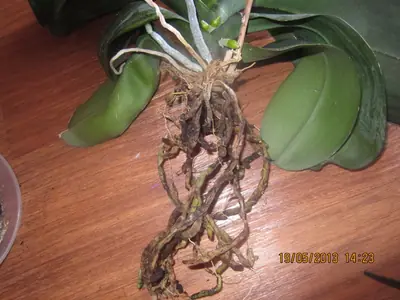 Orchidej - vzpamatují se?