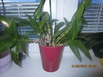 Orchideje phalaenopsis - pěstování