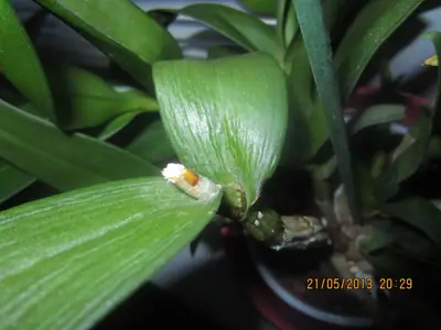 Orchideje phalaenopsis - pěstování