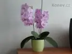 Orchideje phalaenopsis - pěstování