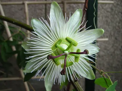 Mučenka (Passiflora) - vše o mučenkách