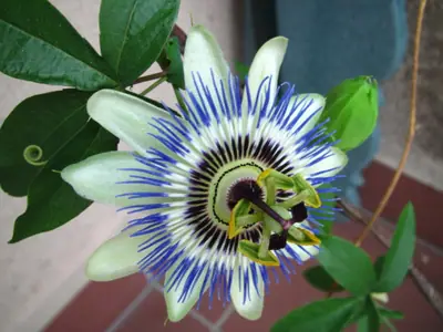 Mučenka (Passiflora) - vše o mučenkách