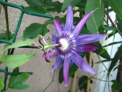 Mučenka (Passiflora) - vše o mučenkách