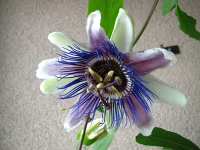 Mučenka (Passiflora) - vše o mučenkách