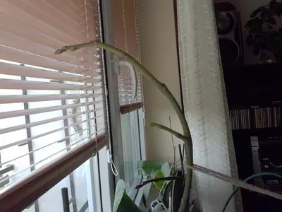 Orchideje phalaenopsis - pěstování