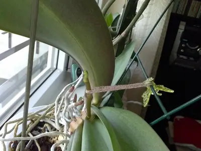 Orchideje phalaenopsis - pěstování