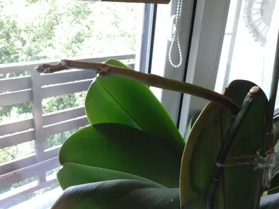 Orchideje phalaenopsis - pěstování