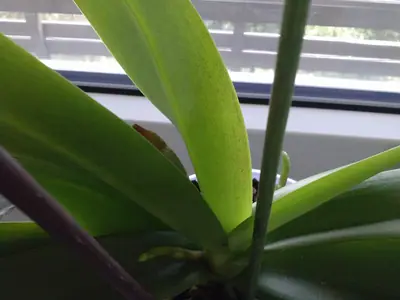 Orchideje phalaenopsis - pěstování