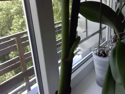 Orchideje phalaenopsis - pěstování