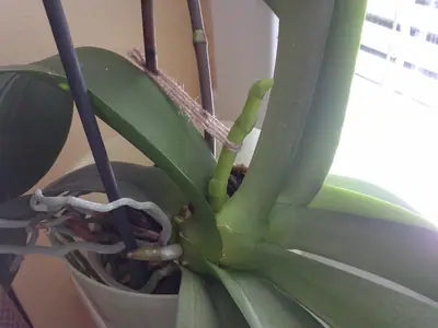 Orchideje phalaenopsis - pěstování
