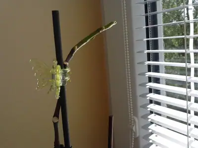 Orchideje phalaenopsis - pěstování
