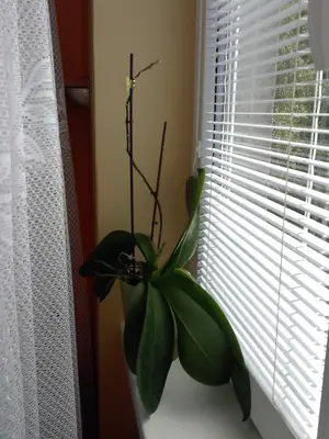 Orchideje phalaenopsis - pěstování