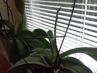 Orchideje phalaenopsis - pěstování