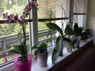 Orchideje phalaenopsis - pěstování