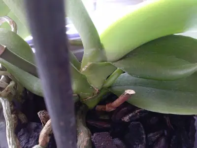 Orchideje phalaenopsis - pěstování