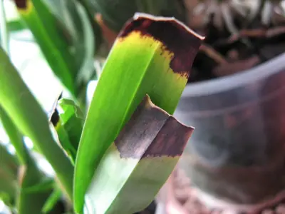 Orchideje phalaenopsis - pěstování