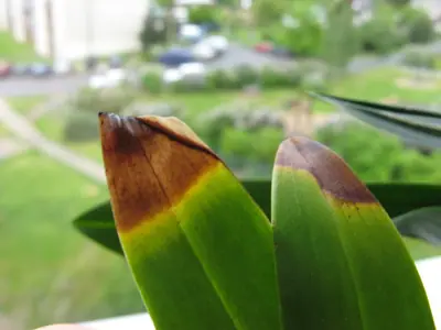 Orchideje phalaenopsis - pěstování